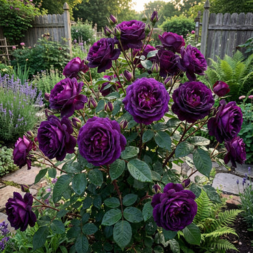 Thick Violet Rose Seeds  Perfect for Planting