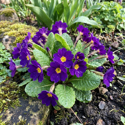 Violet Primrose Seeds for Planting: Brighten Your Landscape