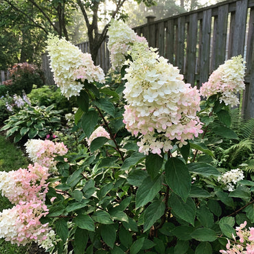 Vainilla Hortensia Flower Seeds for Planting: Cultivate Elegance in Your Garden
