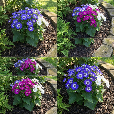 Cineraria Flower Seeds for Easy Planting