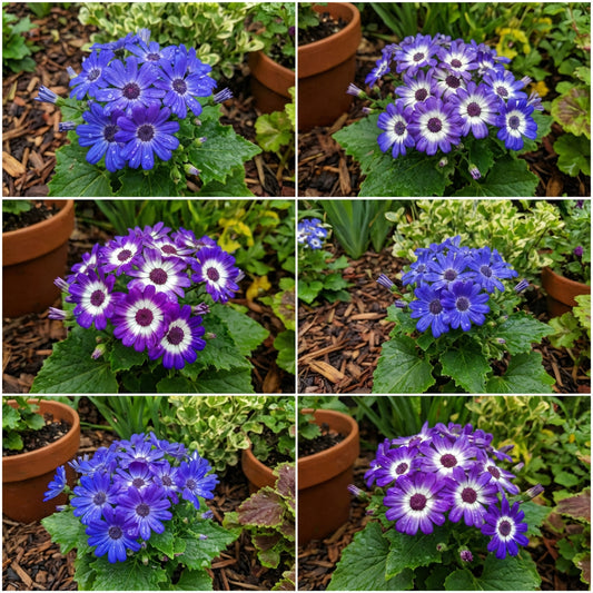 Cineraria Flower Seeds for Easy Planting