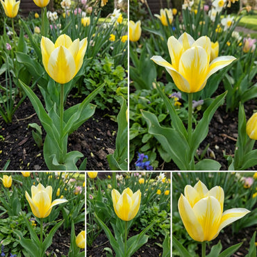 Yellow White Tulip Flower Seeds for Planting