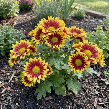 Yellow Red Chrysanthemum Flower Seeds for Planting