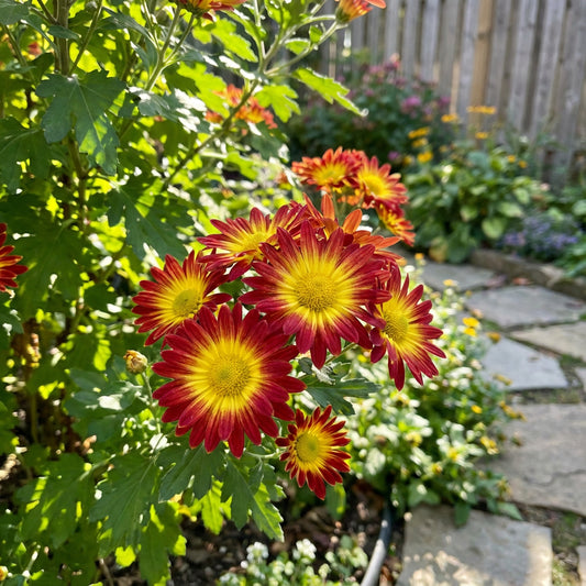 Yellow Red Chrysanthemum Flower Seeds for Planting