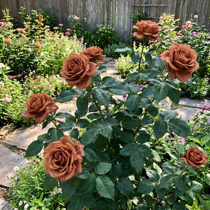 Brown Rose Flower Seeds for Easy Planting