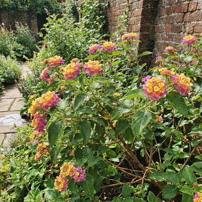 Mixed Lantana Camara Flower Seeds for Easy Planting