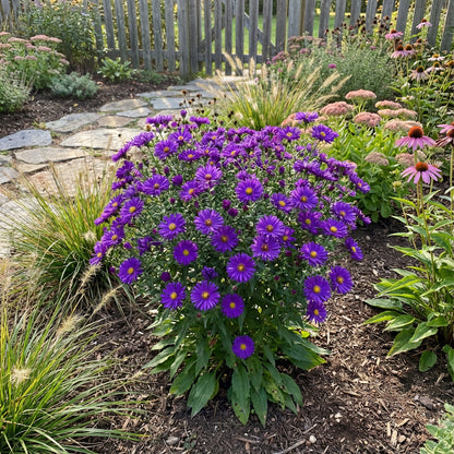 Violet Aster Seeds for Easy Planting