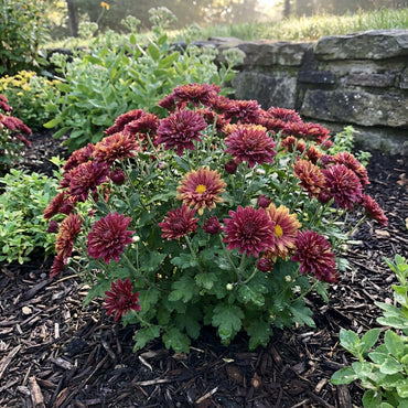 Chrysanthemum Flower Seeds Mixed