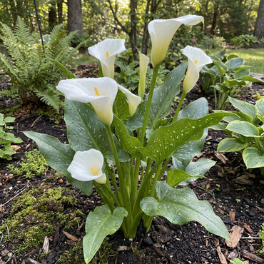Calla Flower Seeds for Easy Planting