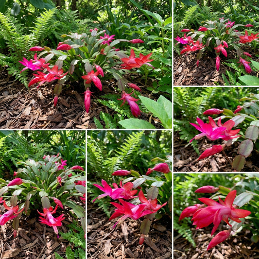 Zygocactus Schlumbergera Seeds - Seed for Thriving Indoor Cacti Growth