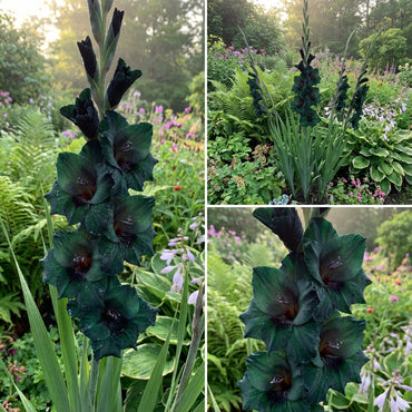 Dark Green Gladiolus Flower Seeds for Planting - Stunning Garden Blooms