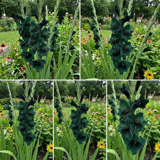 Dark Green Gladiolus Flower Seeds for Planting - Stunning Garden Blooms