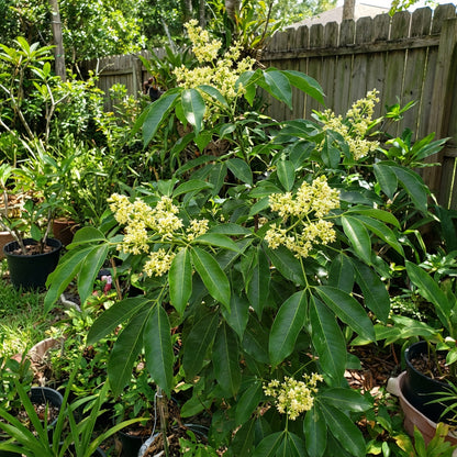 Yellow Hevea Brasiliensis Flower Seeds for Planting