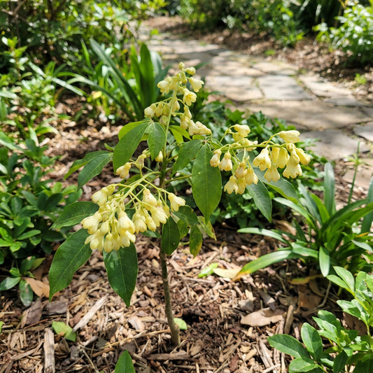 Yellow Hevea Brasiliensis Flower Seeds for Planting