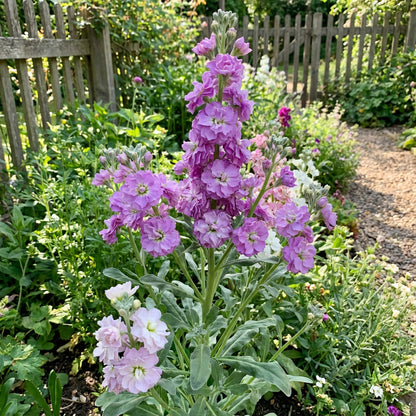Matthiola Incana Flower Seeds - Deep Purple for Planting