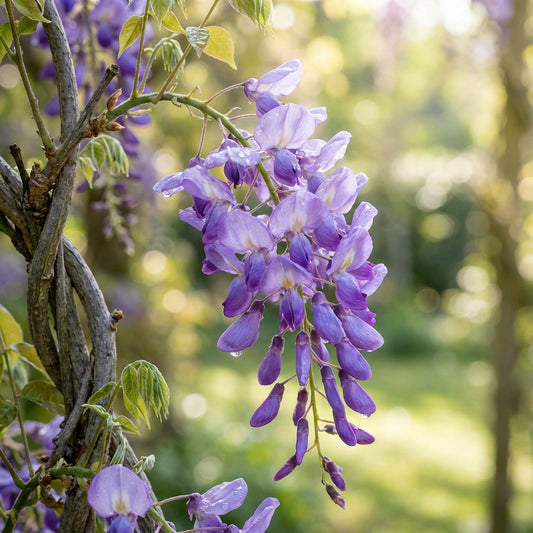 Wisteria Tree Seeds Mixed for Planting  Seed for Gorgeous Blooms and Lush Growth in Your Garden