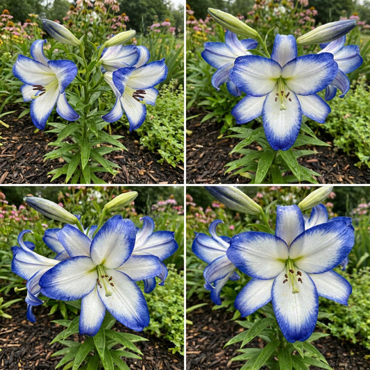 Lilium Flower Seeds - Blue and White Variety for Planting