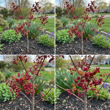 Red Maple Tree Seeds for Easy Planting