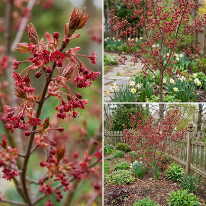 Red Maple Tree Seeds for Easy Planting