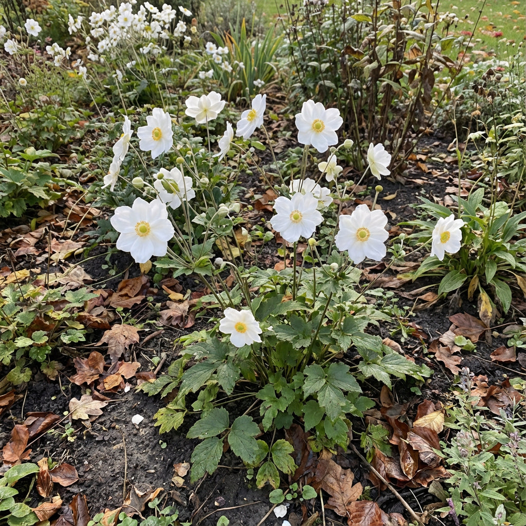 White Autumn Flower Planting  Seeds for a Beautiful Seasonal Display in Your Garden
