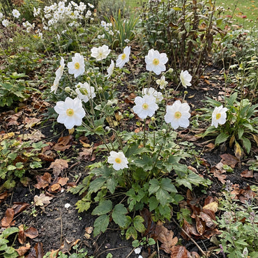 White Autumn Flower Planting  Seeds for a Beautiful Seasonal Display in Your Garden