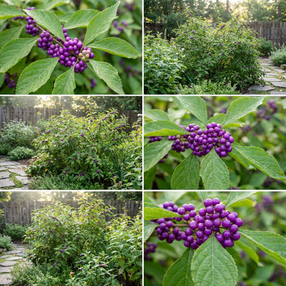 Violet Callicarpa Seeds for Easy Planting