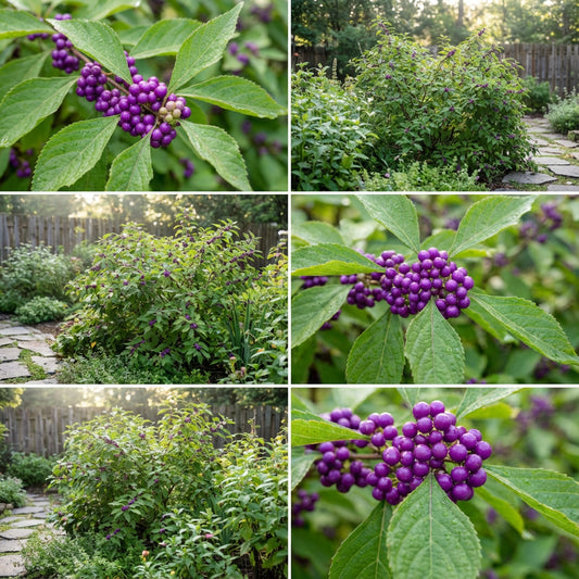 Violet Callicarpa Seeds for Easy Planting