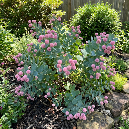 Dais Cotinifolia Flower Seeds for Planting - Vibrant Blooms for Your Garden