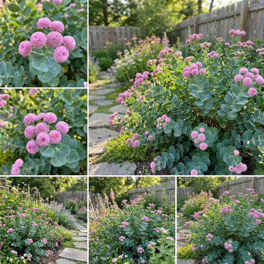 Dais Cotinifolia Flower Seeds for Planting - Vibrant Blooms for Your Garden