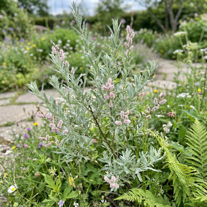 Willow Tree Seeds for Planting - Elegant Shade Provider, Perfect for Landscapes and Gardens