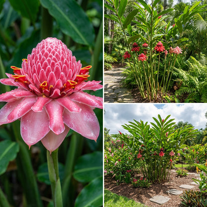 Torch Ginger Flower Seeds for Easy Planting