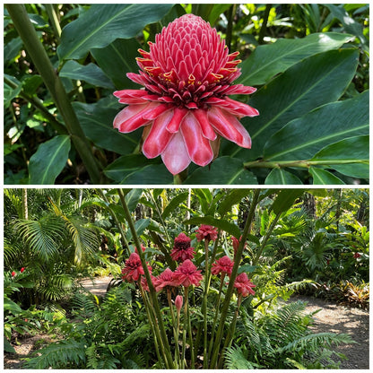 Torch Ginger Flower Seeds for Easy Planting