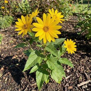 Topinambur Flower Seeds for Planting - Cultivate Stunning Jerusalem Artichoke Blooms in Your Garden
