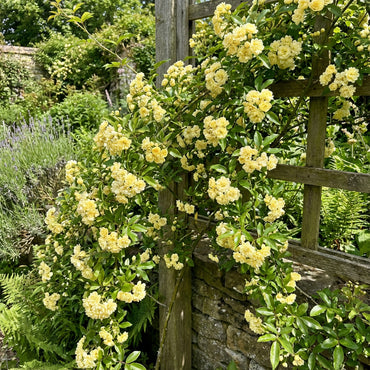 Rosa Banksiae Flower Seeds Planting