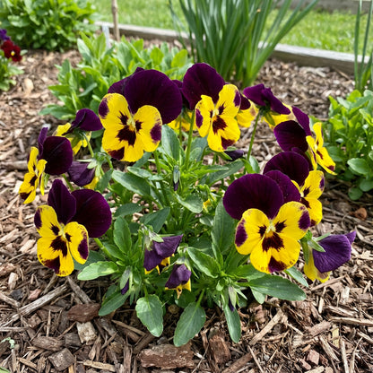 Yellow Black Playmates Flower Seeds for Planting