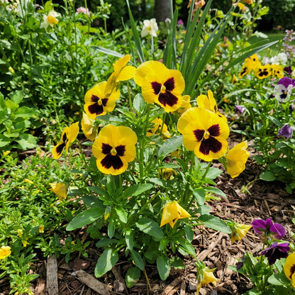 Yellow Black Playmates Flower Seeds for Planting