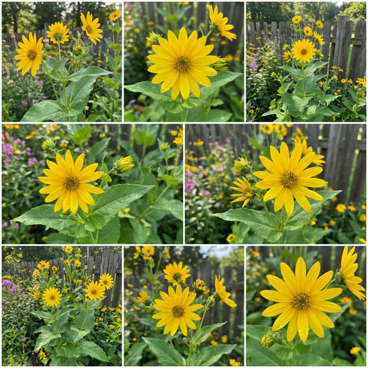 Yellow Silphium Perfoliatum Flower Seeds Planting