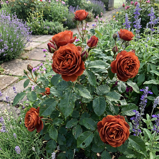 Dark Orange Rose Seeds for Planting  Vibrant Garden Blooms