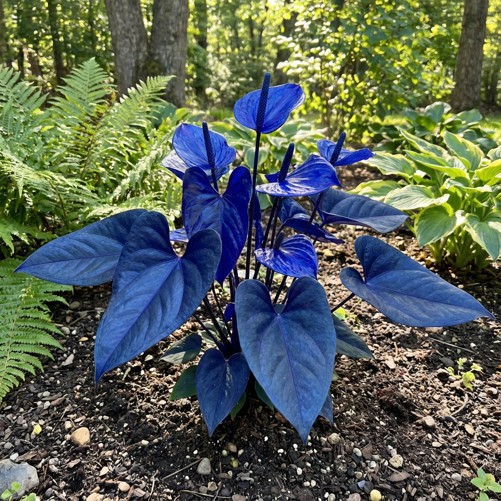 Blue Futaba Anthurium Seeds for Planting | Exotic Anthurium Plant Guide