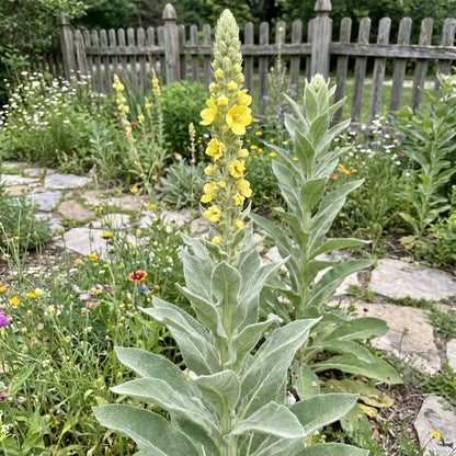 Yellow Woolly Mullein Plant Seeds Planting