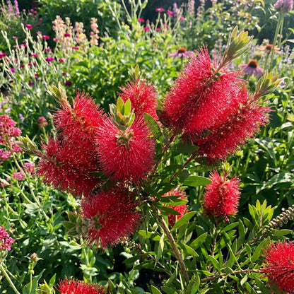Brush Flower Seeds Planting Guide