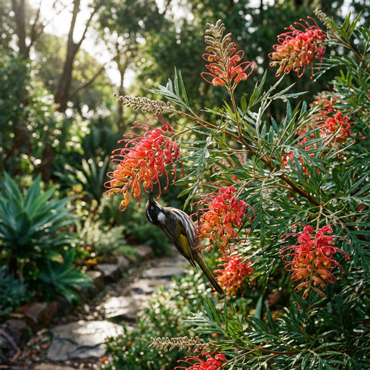 Brush Flower Seeds Planting Guide