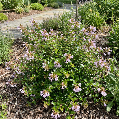 Lavender Abelia Flower Seeds for Planting | Premium Garden Seeds