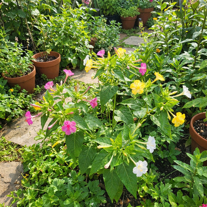 Mirabilis Jalapa Flower Seeds: Complete Planting Guide
