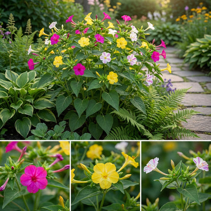 Mirabilis Jalapa Flower Seeds: Complete Planting Guide