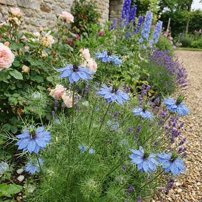 Blue Nigella Jekyll Seeds for Planting