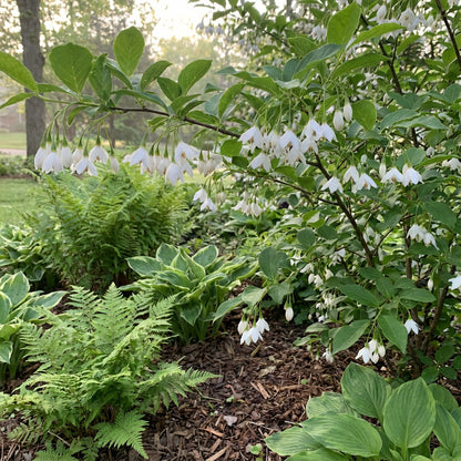 Snowbell Tree Seeds Planting Guide