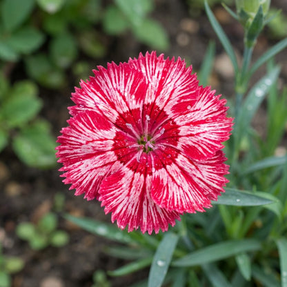 Red White Carnation Flower Seeds Planting
