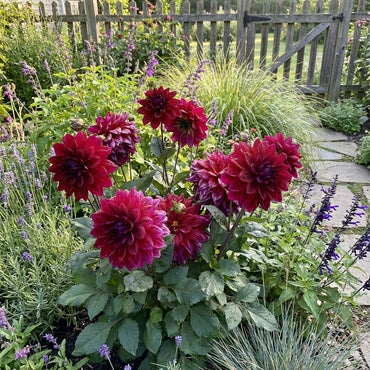 Grow Stunning Howden Dahlias  Premium Flower Seeds for Garden Planting