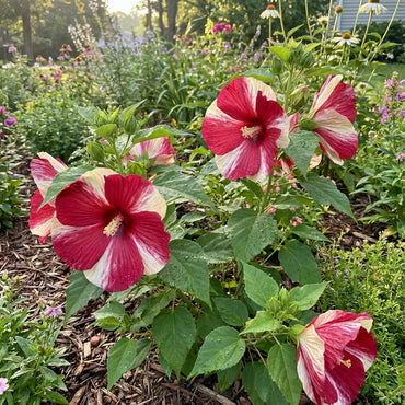 Red White Versicolor Flower Seeds Planting